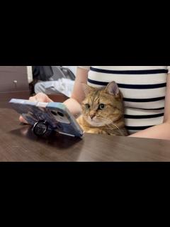 [x]世界猫の日をネコと一緒にお祝いしてみた‼ - YouTube