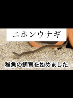 [x]ニホンウナギの稚魚を飼い始めました！ - YouTube