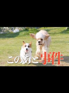 [x]犬嫌いな犬がドッグランで追いかけられて大変なことになりました/LUCY RESORT/ジャックラッセルテリア - YouTube