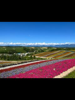 [x]北海道美瑛町の夏の花々の無料写真素材 フリー