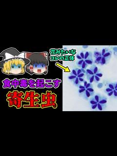 [x]【ゆっくり解説】原因不明の食中毒事例が頻発 カワイイ花の形をした寄生虫が原因？『寄生虫クドアによる集団食中毒事件』【2011年】 - YouTube
