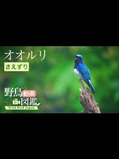 [x]オオルリ（1）さえずり - Blue-and-white flycatcher - 日本三鳴鳥 - Wild Bird - 野鳥 動画図鑑 ...