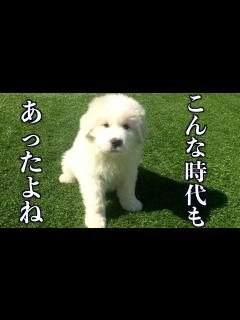 [x]アルのパピー期の動画が出てきました - YouTube