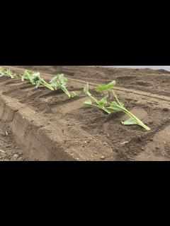 [x]さつまいも苗はマルチしないで植えると良く育つ！？【さつまいも栽培】23/4/27 - YouTube