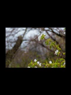 [x]浜田真理子 さくらの唄 - YouTube