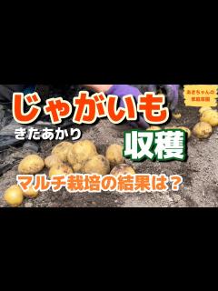[x]じゃがいも収穫【マルチ栽培】【きたあかり】【じゃがいも栽培】【家庭菜園】 - YouTube
