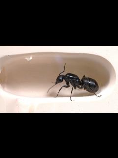 [x]アリを新しい巣に引っ越しさせた - YouTube