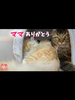 [x]ついに！ママが義娘を本当の娘として認めた日。 - YouTube