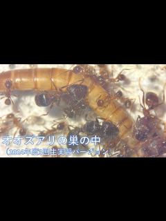 [x]オオズアリの巣の中（2024年度3回生実習バージョン） - YouTube