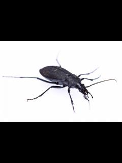 [x]むしまるqゴールド 最終回 最後のうた だいだっぴのテーマ - YouTube