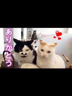[x]リスタっ子応援ありがとうございます【今日のにゃんこ】その203 - YouTube